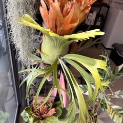 ユッカ　マルデヌベス　ロストラータ　リギダの画像