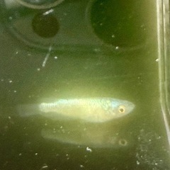 ネプチューン1ペア
の画像