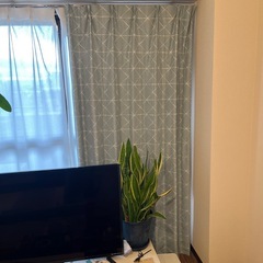 【決まりました】ニトリ　カーテンの画像