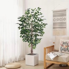 【美品】観葉植物 大型の画像