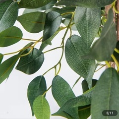 【美品】観葉植物 大型の画像