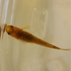 楊貴妃✖️サンシャインの有精卵
の画像