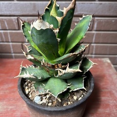 アガベ（レッドキャットウィーズル）の画像