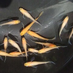 E-３   赤のヒレ長 　１５匹　の画像