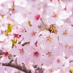 浜松城でお花見🌸