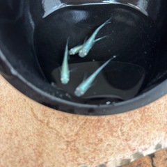 フルボディの画像