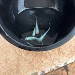 フルボディの画像