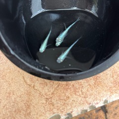 フルボディの画像