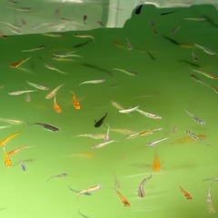 メダカ　選別外をミックスで出してます。の画像