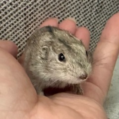 ステップレミング♂オス