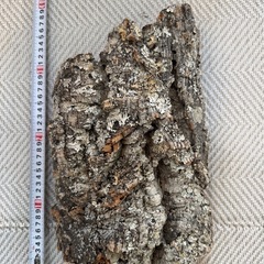 【週末価格】コルク版5枚セット　ビカクシダ、爬虫類の画像