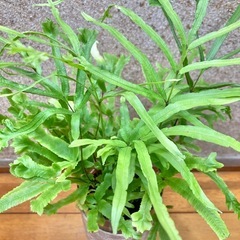 観葉植物　プテリス ロウェリーとガラス製鉢カバーの画像