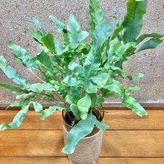 観葉植物　アスプレニウム　ブルースターとガラス製鉢カバーの画像
