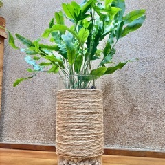 観葉植物　アスプレニウム　ブルースターとガラス製鉢カバーの画像