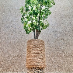 観葉植物　ポリシャスとガラス製鉢カバーの画像