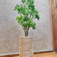 観葉植物　ポリシャスとガラス製鉢カバーの画像