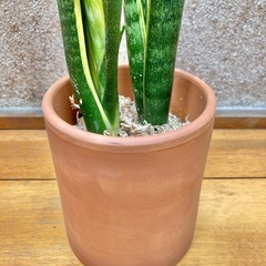 観葉植物　サンセベリアとテラコッタ鉢の画像