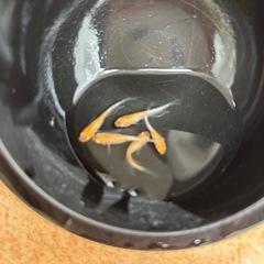 凛華紅白メダカの画像