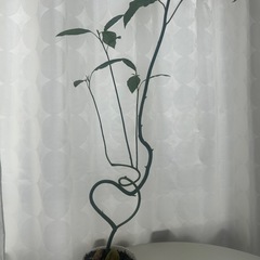 植物　アボカド　実生苗の画像