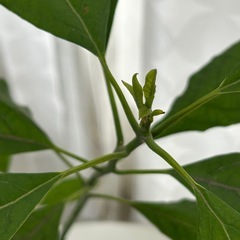 植物　アボカド　実生苗の画像