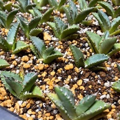 アガベ　小株　パラサナ　
オテロイ　チタノタ　狂刺夕映　吉祥冠の画像