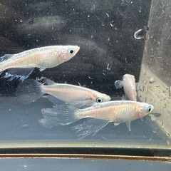 メダカ 森🌳の妖精🧚‍♀️💫 2ペア＋メスの画像