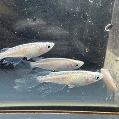 メダカ 森🌳の妖精🧚‍♀️💫 2ペア＋メスの画像