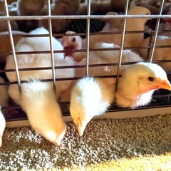 養鶏場のかんたん軽作業スタッフ募集　短時間でもOKの画像