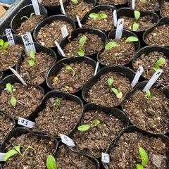 クリスマスローズ　発芽苗の画像