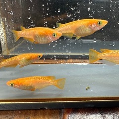 メダカ 紅帝ラメ 2ペア＋メスの画像