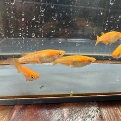メダカ 紅帝ラメ 2ペア＋メスの画像