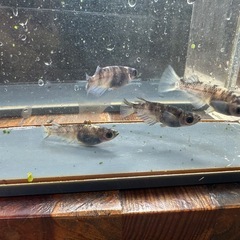 メダカ 北辻美虎🐯 2ペアの画像