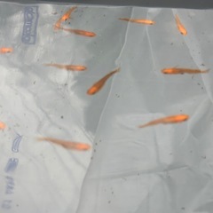 来光めだかの画像