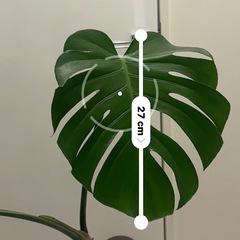 モンステラの画像