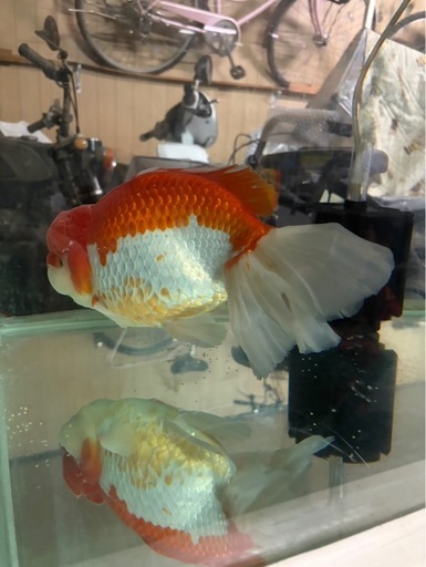 特大ランチュウ　金魚