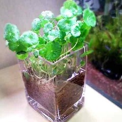 ウォーターマッシュルームの画像