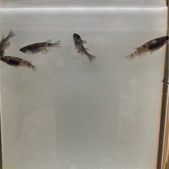 メダカ　和墨　　2ペア+1の画像