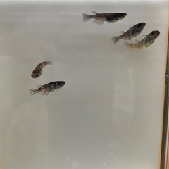 メダカ　和墨　　2ペア+1の画像