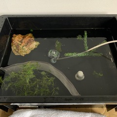 メダカ　セット　　お譲り先決まりましたの画像