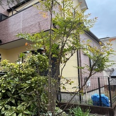 鉢植えの南天 縁起物の画像