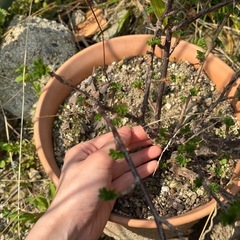 グーズベリーの木の画像