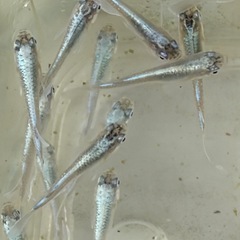 メダカ　wマリアージュの画像