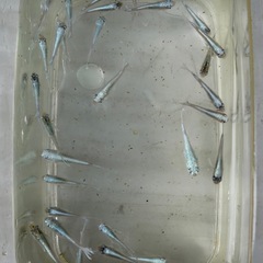 メダカ　wマリアージュの画像