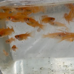 メダカ　紅帝RLFの画像