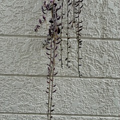 多肉植物・アーモンドネックレス(挿し木用)の画像