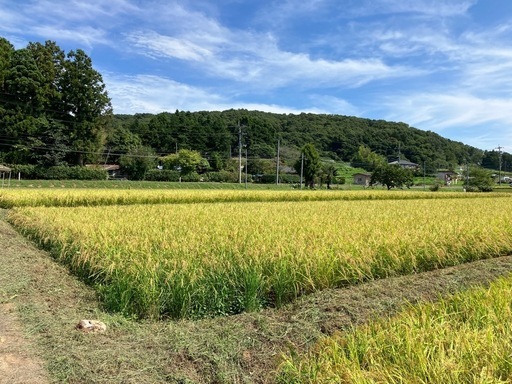 4月2日で一旦〆切ます　令和7年度産ひとめぼれ玄米30k