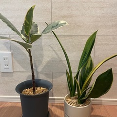 【取引中】観葉植物6点まとめ売りの画像