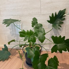 【取引中】観葉植物6点まとめ売りの画像