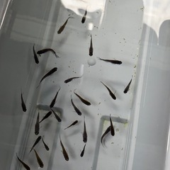 メダカ　五式タイプR 風雅の画像