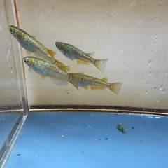 メダカ ラメ王 2ペアの画像